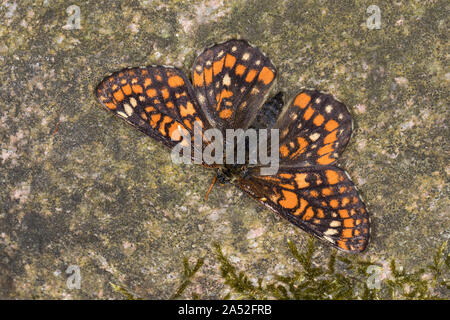 Maivogel, Kleiner Maivogel, Eschen-Scheckenfalter, Eschenscheckenfalter, Euphydryas maturna, Hypodryas maturna, maturità Euphydryas, scarse fritillary, Foto Stock