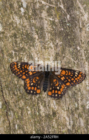 Maivogel, Kleiner Maivogel, Eschen-Scheckenfalter, Eschenscheckenfalter, Euphydryas maturna, Hypodryas maturna, maturità Euphydryas, scarse fritillary, Foto Stock