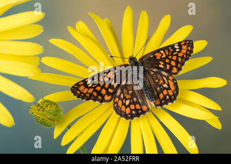 Maivogel, Kleiner Maivogel, Eschen-Scheckenfalter, Eschenscheckenfalter, Euphydryas maturna, Hypodryas maturna, maturità Euphydryas, scarse fritillary, Foto Stock