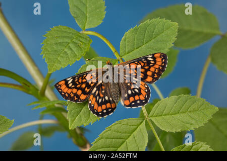 Maivogel, Kleiner Maivogel, Eschen-Scheckenfalter, Eschenscheckenfalter, Euphydryas maturna, Hypodryas maturna, maturità Euphydryas, scarse fritillary, Foto Stock