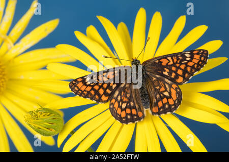 Maivogel, Kleiner Maivogel, Eschen-Scheckenfalter, Eschenscheckenfalter, Euphydryas maturna, Hypodryas maturna, maturità Euphydryas, scarse fritillary, Foto Stock