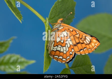 Maivogel, Kleiner Maivogel, Eschen-Scheckenfalter, Eschenscheckenfalter, Euphydryas maturna, Hypodryas maturna, maturità Euphydryas, scarse fritillary, Foto Stock