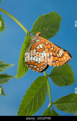 Maivogel, Kleiner Maivogel, Eschen-Scheckenfalter, Eschenscheckenfalter, Euphydryas maturna, Hypodryas maturna, maturità Euphydryas, scarse fritillary, Foto Stock