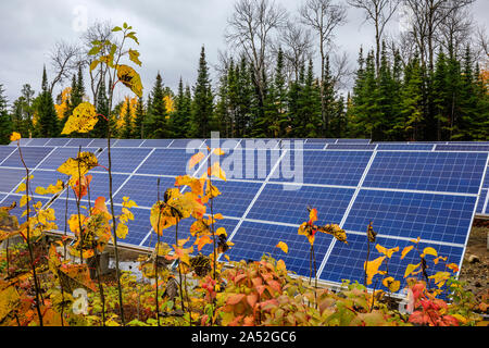 Energia solare pannelli nella foresta, Manitoba, Canada. Foto Stock