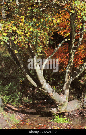 Colore di autunno da Oakhanger Stream, Selborne, Hampshire Foto Stock