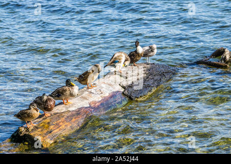 Anatre seduto su un log in un lago. Foto Stock