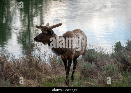 Un giovane bull Elk in primavera presso il Parco Nazionale del Grand Teton in alci, Wyoming. La Elk sono parte di Jackson elk mandria, il più grande allevamento in Nord America. Foto Stock