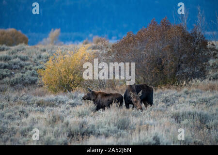 Un giovane vitello alce sfiora con sua madre nella steppa salvia durante l'autunno al Grand Teton National Park in alci, Wyoming. Foto Stock