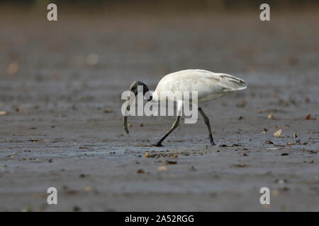 Il nero con testa di ibis, noto anche come il bianco orientali ibis, Indiano ibis in bianco e nero a collo, ibis è una specie di trampolieri della famiglia ibis. Foto Stock