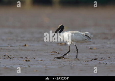 Il nero con testa di ibis, noto anche come il bianco orientali ibis, Indiano ibis in bianco e nero a collo, ibis è una specie di trampolieri della famiglia ibis. Foto Stock