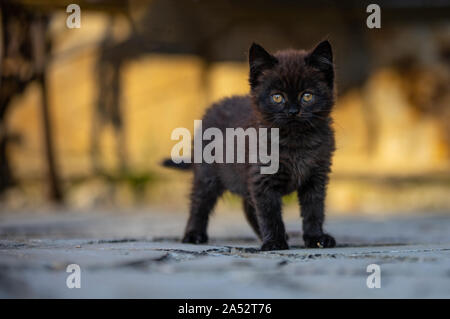 Little brown kitty, lo spazio per il testo, la giovane e bella cat Foto Stock