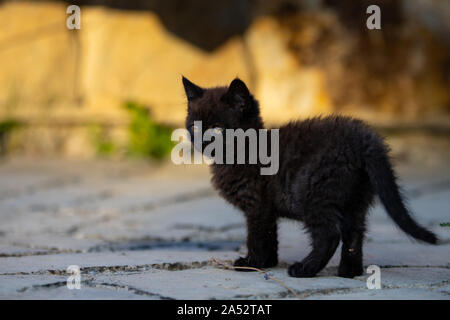 Little brown kitty, lo spazio per il testo, la giovane e bella cat Foto Stock