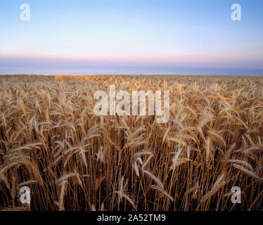 Guernsey. Sark. Campo di grano maturo raccolto dal mare. Foto Stock