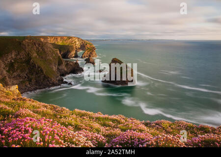 Costa al Bedruthan Steps in primavera con la fioritura thirft in primo piano, St Eval, Cornwall, Inghilterra Foto Stock