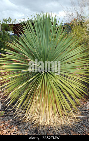 Esempi di becco piante di Yucca (Yucca rostrata) al Santa Fe Botanic Gardens. La pianta è nativa per la parte meridionale del Texas e del Messico settentrionale. Foto Stock