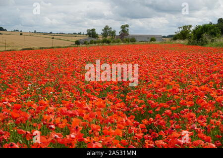 Campo di papaveri rossi nel Gloucestershire, England, Regno Unito Foto Stock