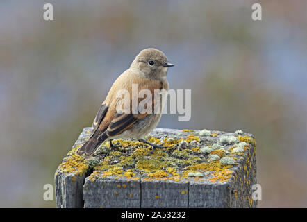 Austral Negrito (Lessonia rufa) femmina adulta appollaiato sul post Punta Arenas, Cile Gennaio Foto Stock