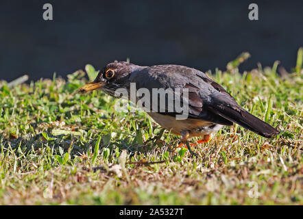 Austral Tordo (Turdus falcklandii magellanicus) maschio adulto su terra in ascolto per i lombrichi Puyehue National Park, Cile Januar Foto Stock