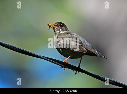 Austral Tordo (Turdus falcklandii magellanicus) maschio adulto appollaiato su power-line con caterpillar in bill Cile Gennaio Foto Stock