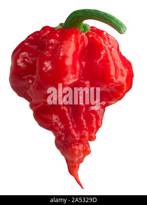 Carolina Reaper, il più caldo il Cile Peperoncino (Capsicum chinense frutta), intero pod mature, isolato Foto Stock