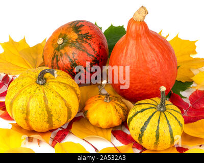 Cinque zucche e foglie di autunno Foto Stock