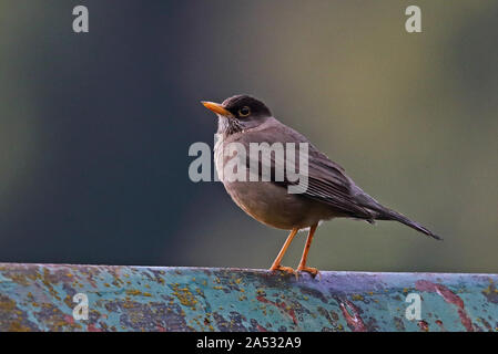 Austral Tordo (Turdus falcklandii magellanicus) adulto appollaiato sul tetto Puyehue National Park, Cile Gennaio Foto Stock