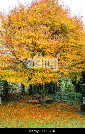 Foglie di autunno su un Fagus sylvatica Asplenifolia o cut-foglia di faggio nel mese di novembre in un giardino inglese Foto Stock