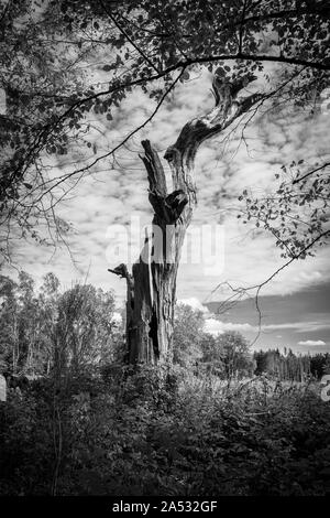 Un ritratto di un vecchio appassiti albero morto senza foglie. Foto Stock