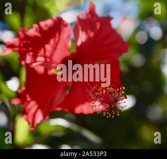 Immagine drammatica della parte anteriore del fiore rosso con petali sfocati in background Foto Stock