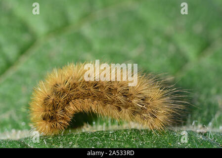 Piccolo e molto pelosi e pungenti caterpillar di una farfalla in Europa su una foglia verde in estate Foto Stock