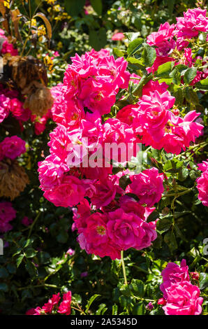 Multi-fiorito Rosa tappeto di fiori rosa in fiore nel mese di luglio in un giardino inglese Foto Stock