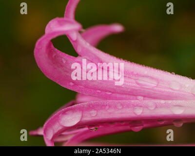 Close up nerine rosa ricoperto di fiori in gocce di pioggia Foto Stock