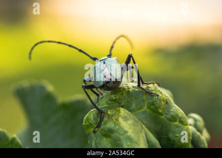 Aromia moschata longhorn beetle in posa sulle foglie verdi, grande coleottero di muschio con lunghe antenne e bella verdastro corpo metallico, bella sommer Foto Stock