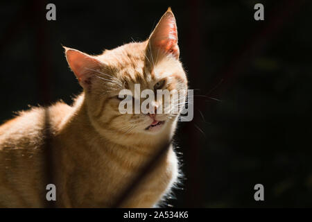 Lo zenzero con Tomcat e ombre è simile a un gatto Pirata. Foto Stock