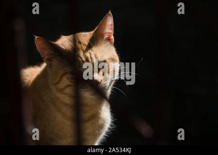 Lo zenzero con Tomcat e ombre è simile a un gatto Pirata. Foto Stock