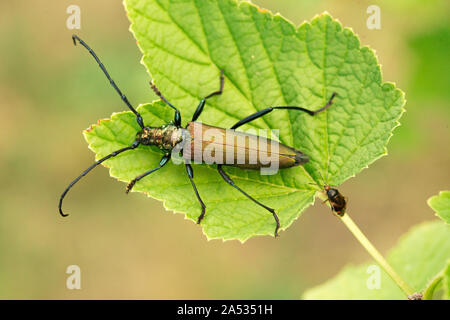 Aromia moschata longhorn beetle in posa sulle foglie verdi, grande coleottero di muschio con lunghe antenne e bella verdastro corpo metallico, bella sommer Foto Stock