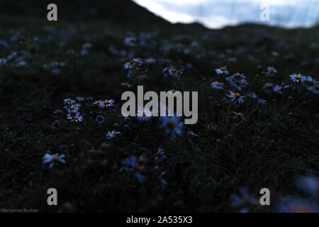 Viola margherite in Mongolia meridionale, deserto dei Gobi, in Asia. Foto Stock