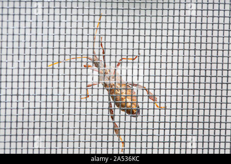 Beetle sullo schermo a maglie closeup - Immagine Foto Stock
