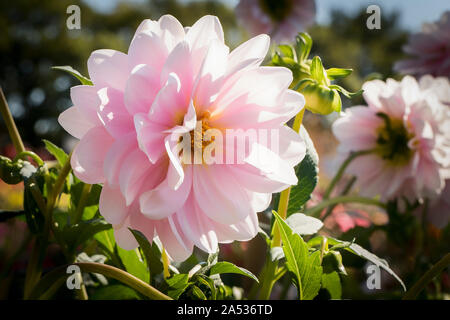 Una rosa venato bianco ninfea piccolo-tipo Dahlia Bracken Ballerina fioritura in un giardino inglese nel mese di settembre Foto Stock