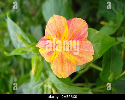 Fiore meraviglia del Perù, False Jalap, Mirabilis Jalapa, don Diego de noche. Foto Stock