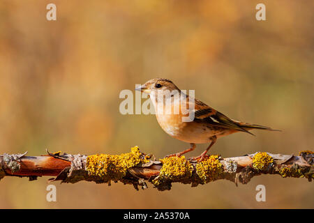 Bella wild bird si siede su un ramo della foresta Foto Stock