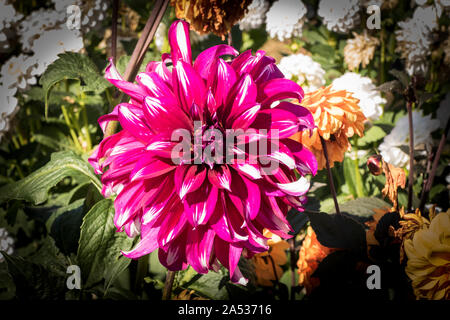 Dahlia spettacolare fioritura in un giardino inglese nel mese di settembre Foto Stock