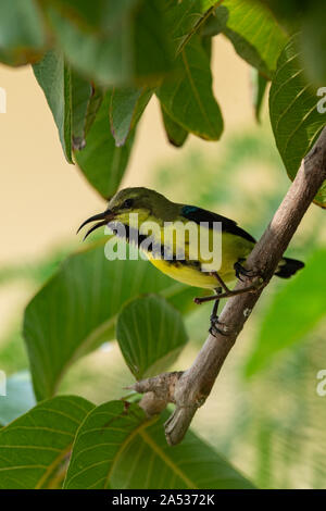 Backup di oliva sunbird o a becco giallo o sunbird Cinnyris jugularis bird ritratto in sfondo verde. visitatore frequente bird a casa mia garden Foto Stock