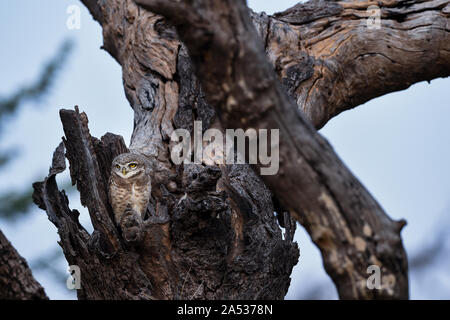 Spotted owlet o Athene brama arroccato su una superficie strutturata albero morto tronco con sfondo cielo a jhalana riserva forestale, Jaipur, Rajasthan, India. la fauna selvatica Foto Stock