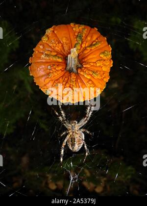 Una immagine di una sconnessa zucca, isolato e incollato su una immagine di un tessitore di orb spider per Halloween Foto Stock