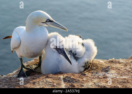 Northern gannet (Morus bassanus) con un pulcino in piume soffici, gli uccelli marini vivono sulle rocce dell'Isola Helgoland nel mare del Nord, Germania, b Foto Stock