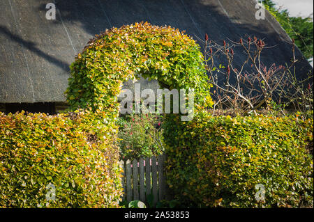 Una siepe di faggio sagomato in modo da formare un arco di un giardino gateway nella proprietà che include un compensate tetto di paglia cottage in Inghilterra WILTSHIRE REGNO UNITO Foto Stock