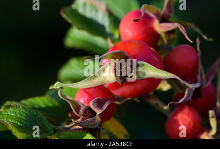 Primo piano della red mature cinorrodi con foglie sul ramo in autunno di fronte a uno sfondo scuro Foto Stock