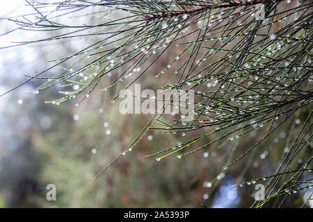 Le gocce di pioggia su lunghe e sottili foglie di albero. Close up Foto Stock