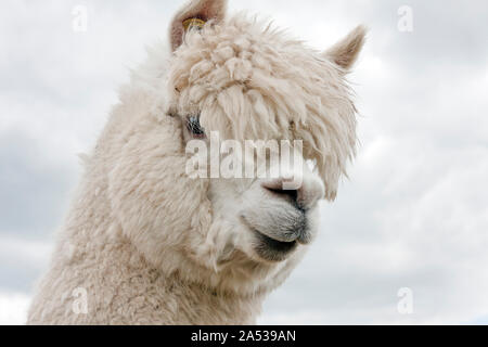 Alpaca, Vicugna pacos, singola testa di adulto contro sky Sussex, England, Regno Unito Foto Stock